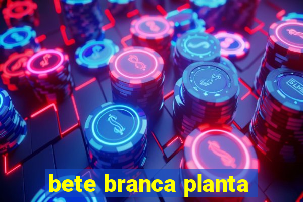 bete branca planta